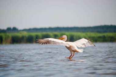 Göl suyunun üzerinde uçan pelikan kuşu 
