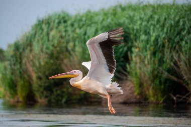 Göl suyunun üzerinde uçan pelikan kuşu 