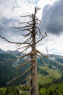 Güzel dağlar, orman ağaçları, Karpat dağları, kuru ağaçlar.