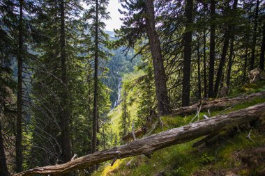 Güzel dağlar manzara ve orman ağaçları 
