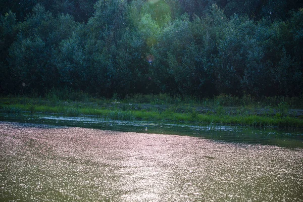 Ağaçlar Otlarla Dolu Güzel Bir Yaz Manzarası — Stok fotoğraf