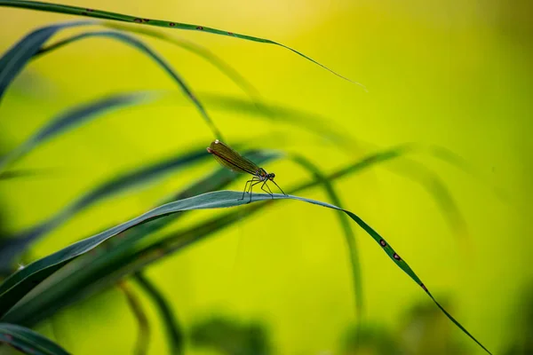 Otların Üzerinde Yusufçuk Bitki Hayvan — Stok fotoğraf