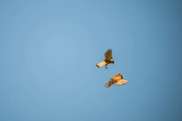 Möwe Flug Himmel — Stockfoto