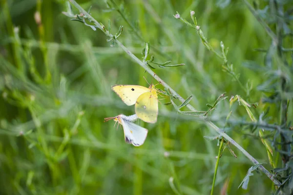 Papillon Sur Fleur Dans Herbe Verte — Photo