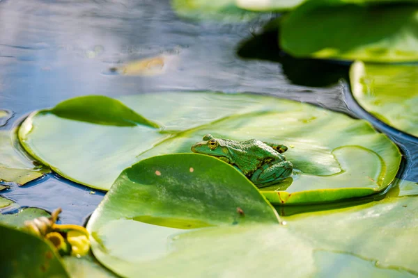 緑の葉に落ちたカエルは — ストック写真