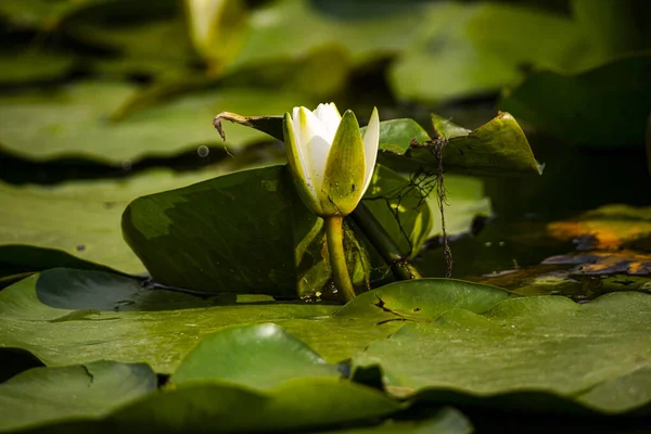 Schöne Lotusblume Teichwasser — Stockfoto