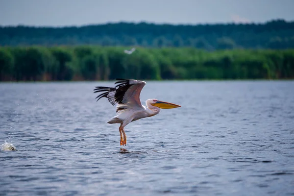 ペリカン鳥が湖の水に着陸 — ストック写真