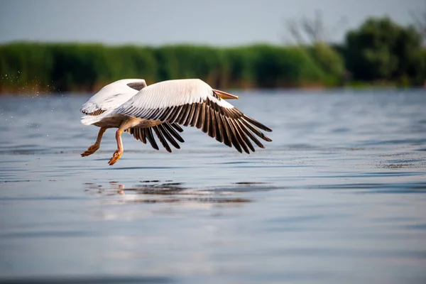 Aterrizaje Agua Del Lago Pelícano Pájaro Gran Pico Animal —  Fotos de Stock