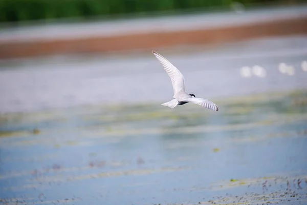 Aves Voladoras Naturaleza Sobre Agua Del Lago —  Fotos de Stock