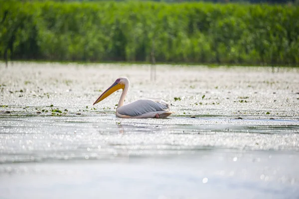 Tuna Deltasında Pelikan — Stok fotoğraf