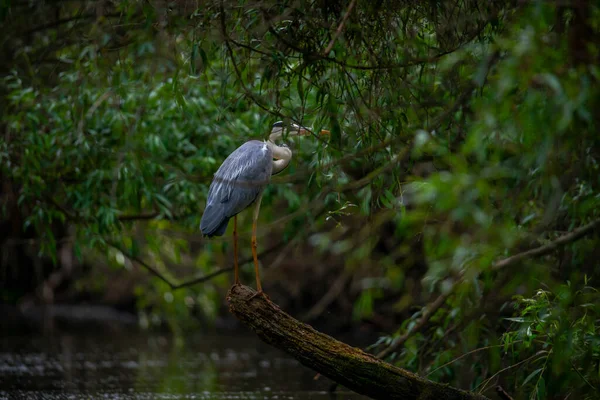 Wielki Żal Czapla Ptak Zewnątrz Las Natura — Zdjęcie stockowe