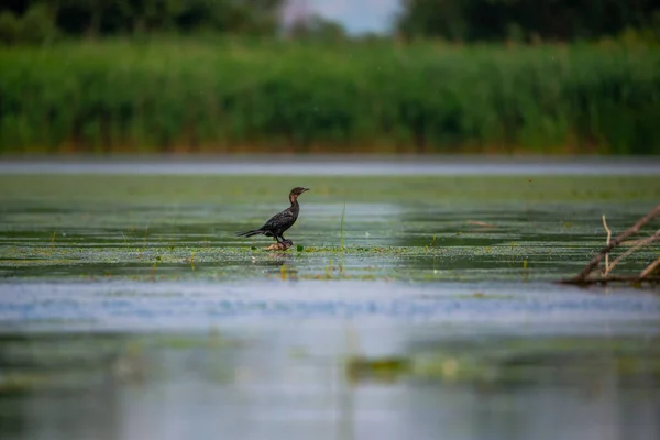 Вид Маленькой Черной Птицы Сидящей Пруду — стоковое фото