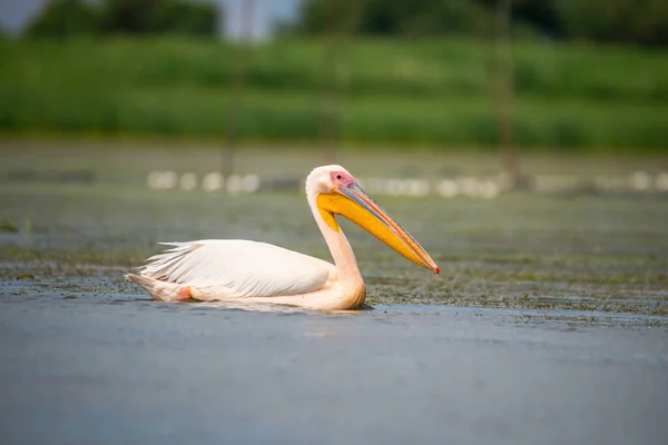 pelican calm swimming on pond
