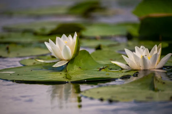 Weiße Lotusblüten Teichwasser — Stockfoto