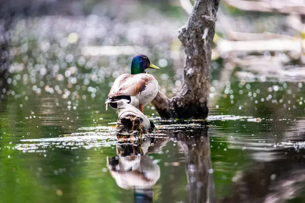 田纳西州 鸭嘴兽 水里的一只小鸟 — 图库照片