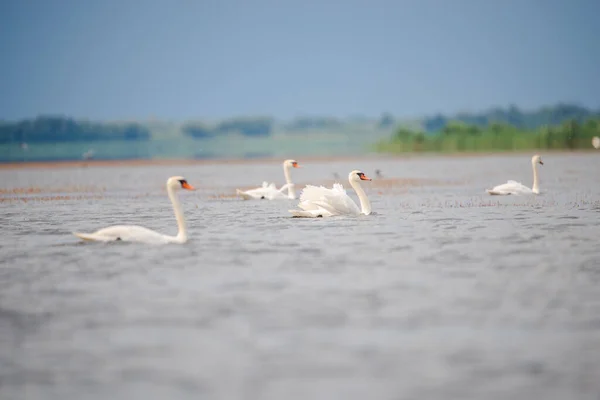 Cisne Branco Lago — Fotografia de Stock