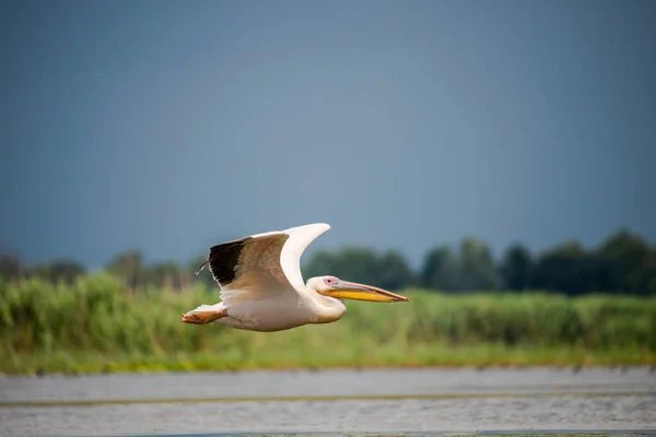 Ιπτάμενο Πελεκάνο Πουλί Πάνω Από Νερό Λίμνης — Φωτογραφία Αρχείου