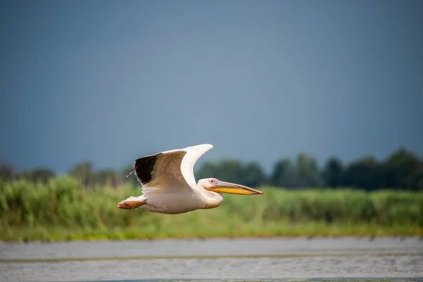 Aves Pelícanas Voladoras Sobre Agua Del Lago — Foto de Stock