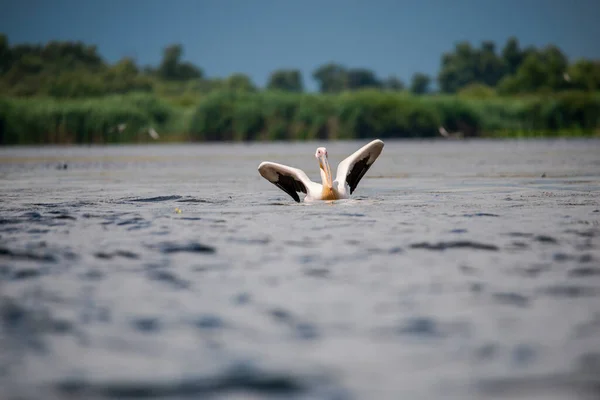 Aterrissagem Água Lago Pássaro Pelicano Grande Bico Animal — Fotografia de Stock