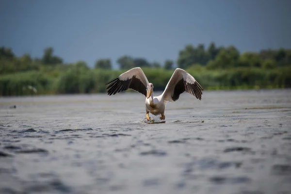 Pássaro Pelicano Voando Livre Acima Água Lagoa — Fotografia de Stock