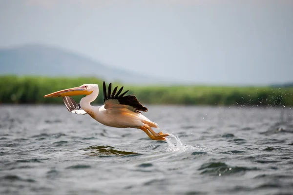 Pássaro Pelicano Voando Livre Acima Água Lagoa — Fotografia de Stock