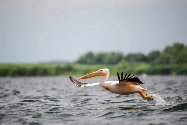 湖に着陸するペリカン鳥大きなくちばしの動物 — ストック写真