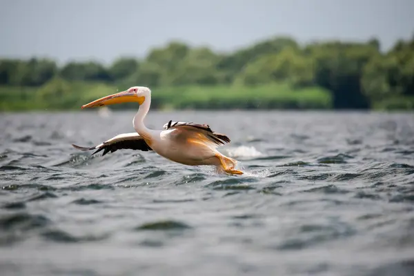 Pájaro Pelícano Naturaleza Volando Sobre Agua Del Lago Con Hierba — Foto de Stock