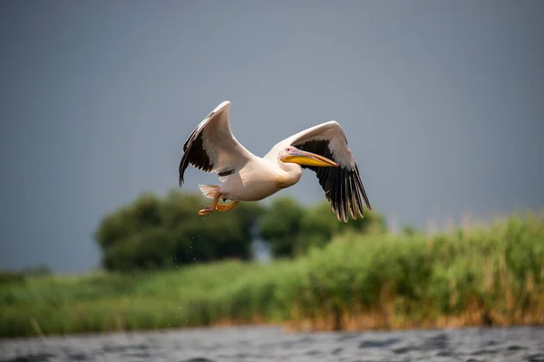 Pájaro Pelícano Volando Aire Libre Sobre Agua Del Estanque — Foto de Stock