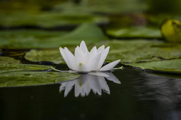 Schöne Lotusblume Teichwasser — Stockfoto