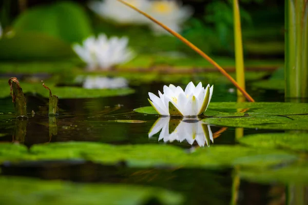 Weiße Lotusblüten Teichwasser — Stockfoto