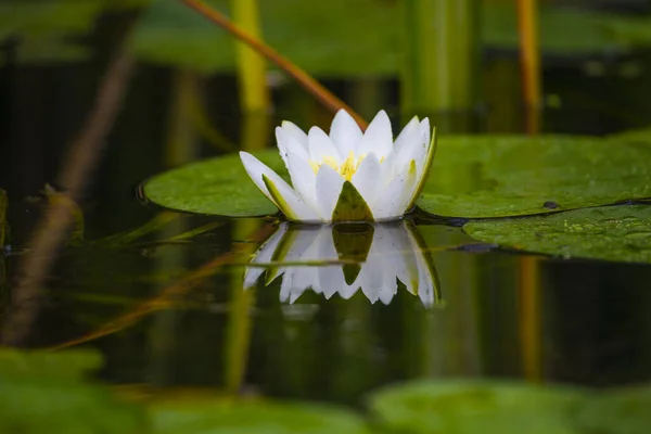 Weiße Lotusblume Teichwasser — Stockfoto