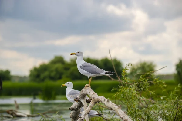 Möwen See — Stockfoto