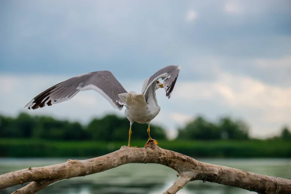 Gaviota Aves Naturaleza Fauna Aviar — Foto de Stock