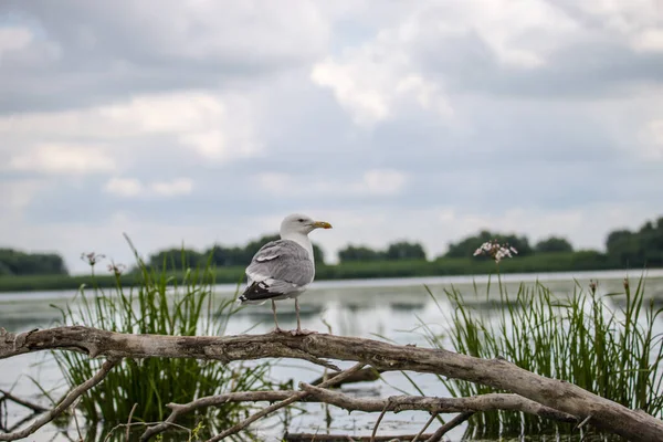 Υδρόβιο Πτηνό Στη Φύση Λίμνη Κλαδί Δέντρου Πανίδα Πτηνών — Φωτογραφία Αρχείου