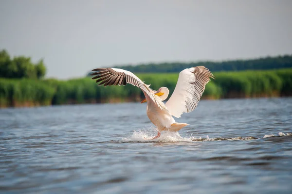 Pájaro Pelícano Naturaleza Volando Sobre Agua Del Lago Con Hierba — Foto de Stock