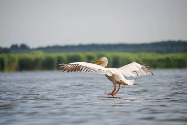 Aves Pelícanas Voladoras Sobre Agua Del Lago — Foto de Stock