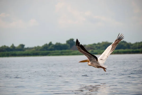 Pájaro Pelícano Naturaleza Volando Sobre Agua Del Lago Con Hierba —  Fotos de Stock