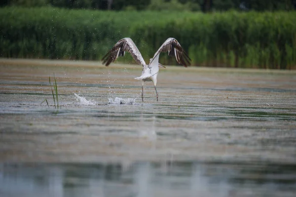 Weißstorch Flug Wasser — Stockfoto