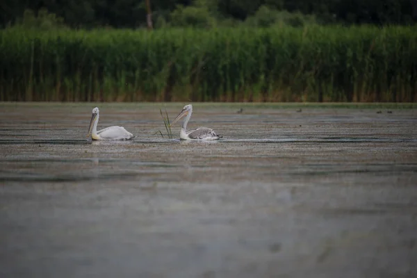 Cisnes Brancos Lago — Fotografia de Stock