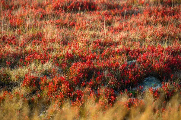 Flores Rojas Campo Flora Naturaleza Fotos de stock