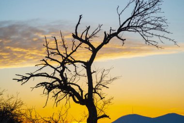 Gün batımına karşı ağaç