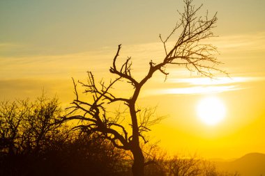 Dağlardaki ağaç günbatımı manzarası 