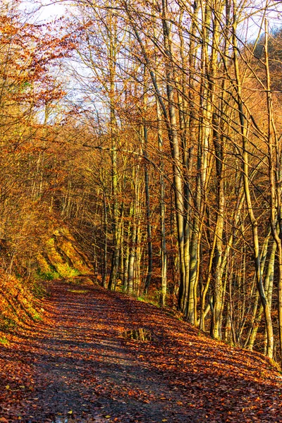 Path Autumn Forest Yellow Leaves — Stock Photo, Image