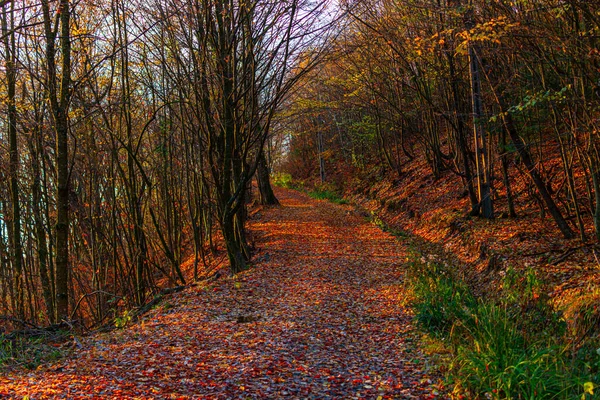 Sentier Dans Forêt Automne Avec Feuilles Jaunes — Photo