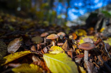 Ormanda sonbahar yaprakları ve mantarlar