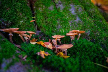 Ormanda mantar ve ot