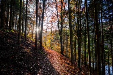 Sonbahar ormanında güzel gün batımı