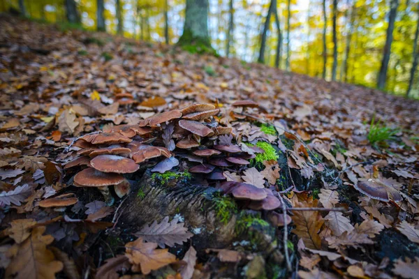 Jesienne Liście Grzyby Lesie — Zdjęcie stockowe