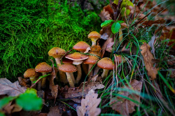 Autumn Leaves Mushrooms Forest — Stock Photo, Image