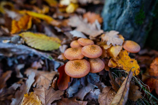 Hojas Otoño Setas Bosque — Foto de Stock